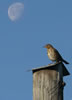 Bird And Moon